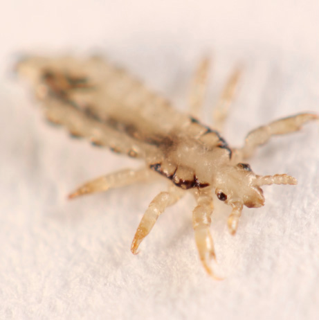Tiny, wingless insects that live close to the human scalp.